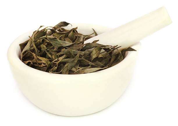 istock Ayurvedic medicinal Chirata leaves 598161812