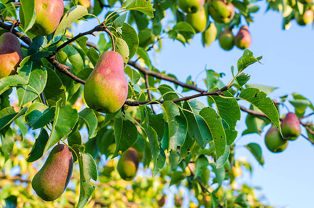 birne auf die tree - pear tree stock-fotos und bilder