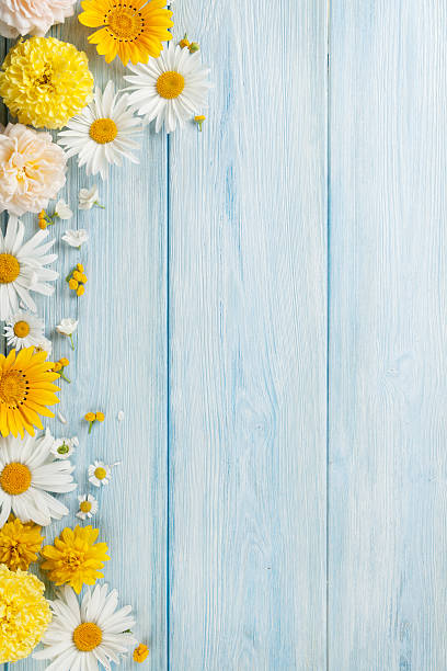 garden flowers over wooden background - blue chamomile imagens e fotografias de stock