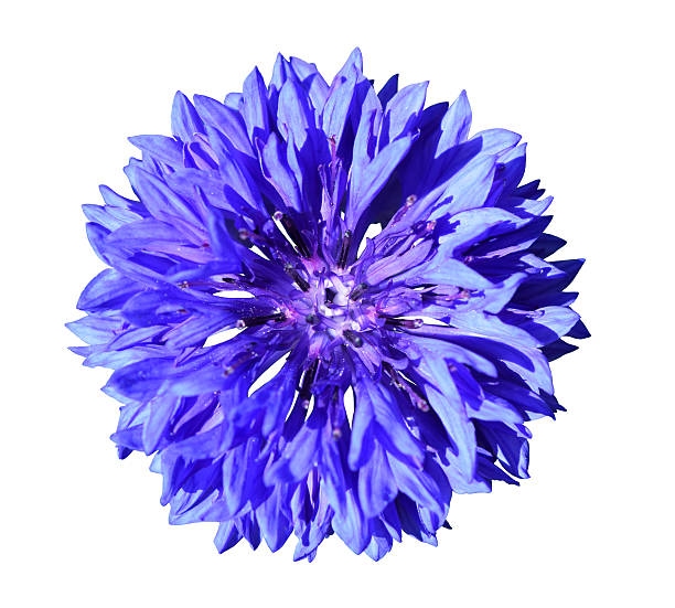 single beautiful blue cornflower flower herb blossom izolowane na białym - chaber zdjęcia i obrazy z banku zdjęć