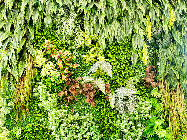 istock Green various creeper fern lush plant on wall. Nature environment 598164016