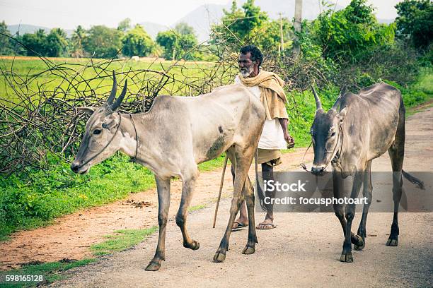 Old Indian Rural Man Caring His Cow Stock Photo - Download Image Now -  Adult, Animal, Bangalore - iStock
