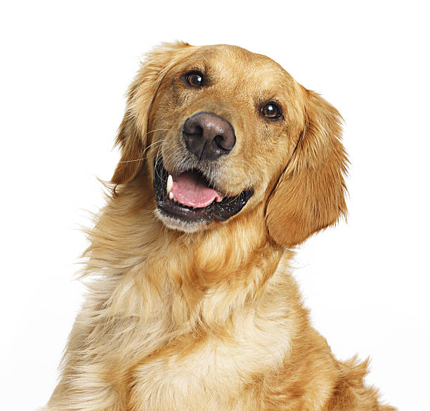 istock golden retriever smiling 598165430