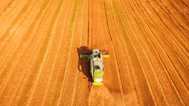 istock Harvester working in field and mows wheat. Ukraine. Aerial view. 598166214