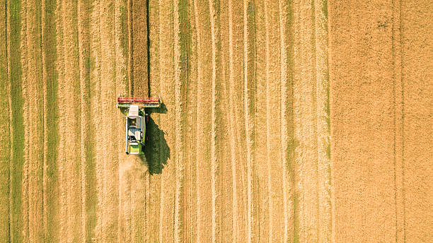 istock Harvester working in field and mows wheat. Ukraine. Aerial view. 598166348