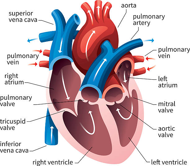 Human Heart Circulatory System Human heart cross section, cardiovascular system diagram isolated on white. human internal organ illustrations stock illustrations