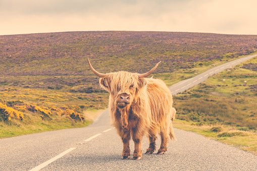 Highland cow is occupying a country road and looks at camera