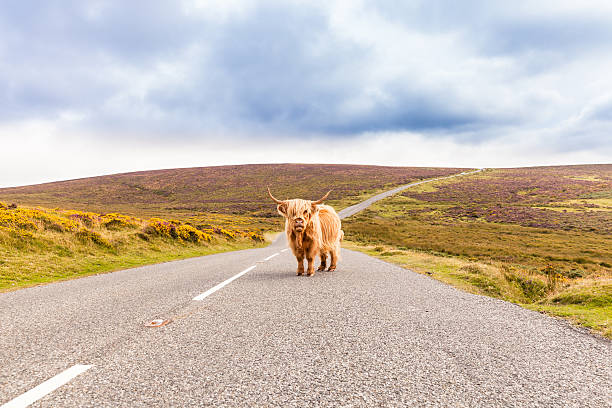 toll road with a giant highland cow as toll collector Highland cattle is occupying a country road like a toll collector dartmoor photos stock pictures, royalty-free photos & images