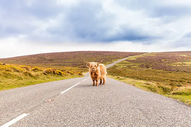Highland cattle is occupying a country road like a toll collector