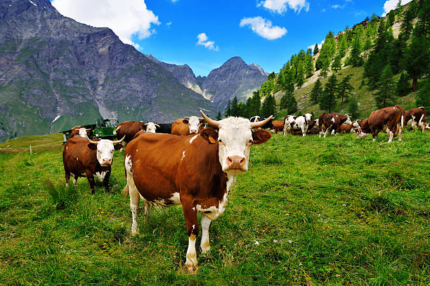 istock cows on alpine pasture in Valle dAosta 598167780