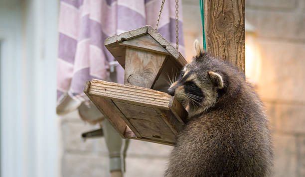istock Raccoon (Procyon lotor) on a bird feeder, eastern Ontario. 598168166