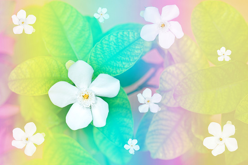 White flowers on the leaves with rainbow background, can be used as background