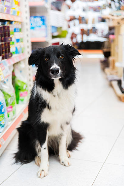 istock Cute Border Collie in pet store 598168296