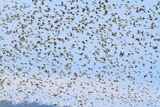 istock Million songbirds fly at sunset 598168694