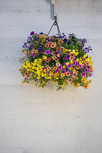 밝은 꽃과 함께 매달려화 냄비 - 스톡 이미지 - hanging basket 뉴스 사진 이미지