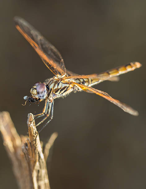 insecte mangeur de libellule - depredador photos et images de collection