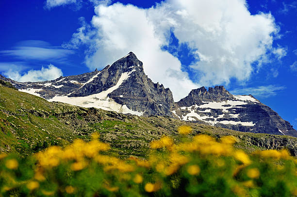 istock great Alps mountains with yellow flowers 598170084