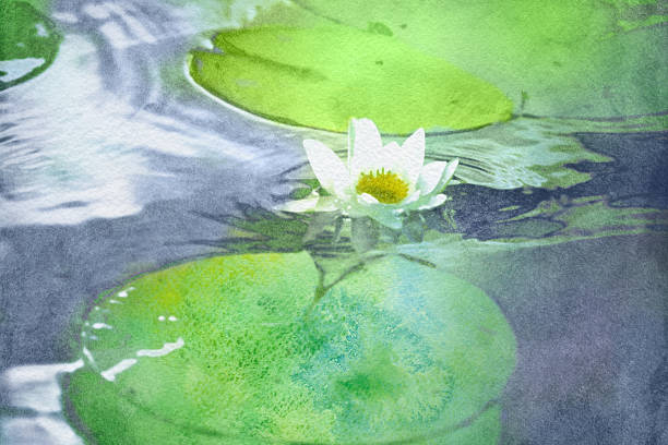 aquarell weißwasserlilie - white water lily stock-grafiken, -clipart, -cartoons und -symbole