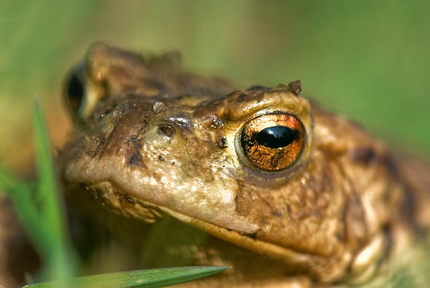 crapaud commun  - common toad photos et images de collection