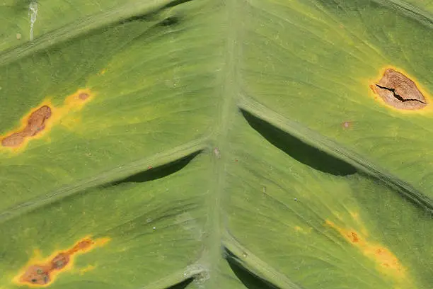 Texture and backfround of elephant ear or Japanese taro