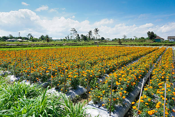 gemitir or marigold flower garden in denpasar, bali, indonesia. - erecta imagens e fotografias de stock