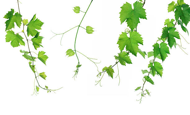 виноград листья  - grape leaf стоковые фото и изображения