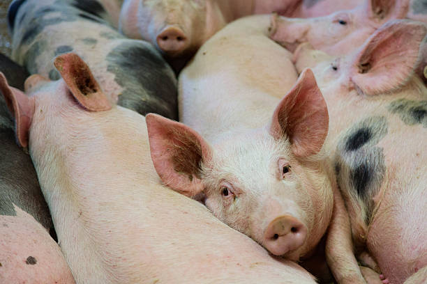 istock happy healthy pigs on straw in stable 598174616