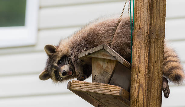 istock Raccoon (Procyon lotor) on a bird feeder in eastern Ontario. 598175088