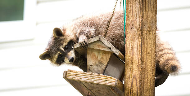 istock Raccoon (Procyon lotor) on a bird feeder in eastern Ontario. 598175160