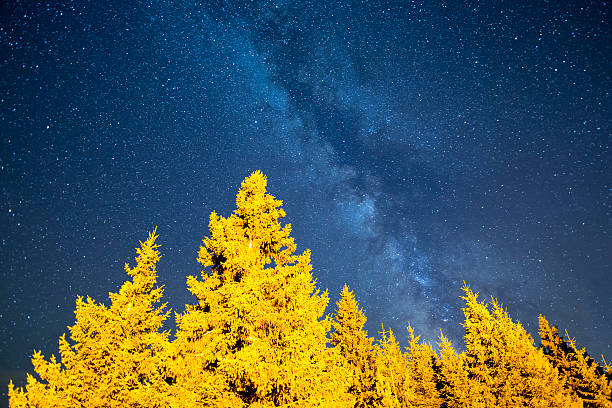 istock Pine trees and the Milky Way 598175516