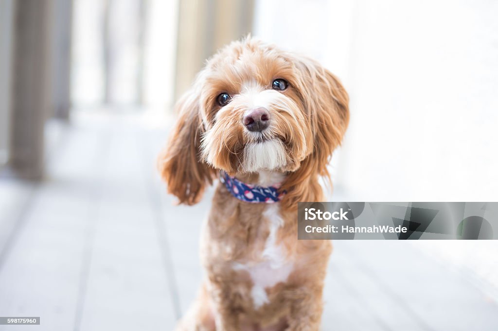 Cute Puppy Cute brown puppy looking at camera.  Dog Stock Photo