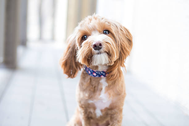 Cute Puppy Cute brown puppy looking at camera.  yorkshire terrier dog stock pictures, royalty-free photos & images