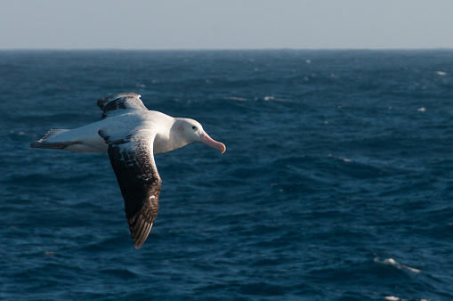Northern gannet bird flying over North Sea