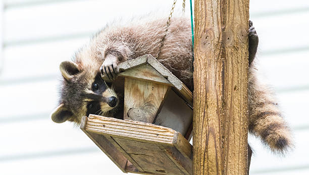 istock Raccoon (Procyon lotor) on a bird feeder in eastern Ontario. 598176316