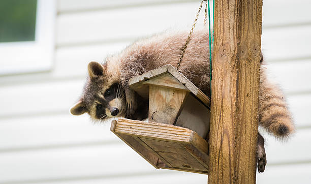 istock Raccoon (Procyon lotor) on a bird feeder in eastern Ontario. 598176338