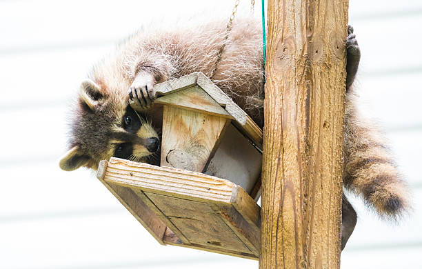 istock Raccoon (Procyon lotor) on a bird feeder in eastern Ontario. 598176358