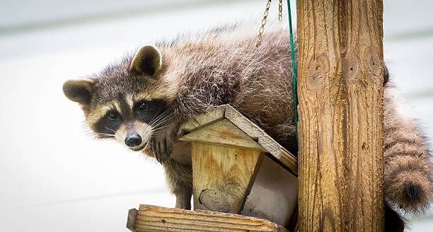 istock Raccoon (Procyon lotor) on a bird feeder in eastern Ontario. 598176600