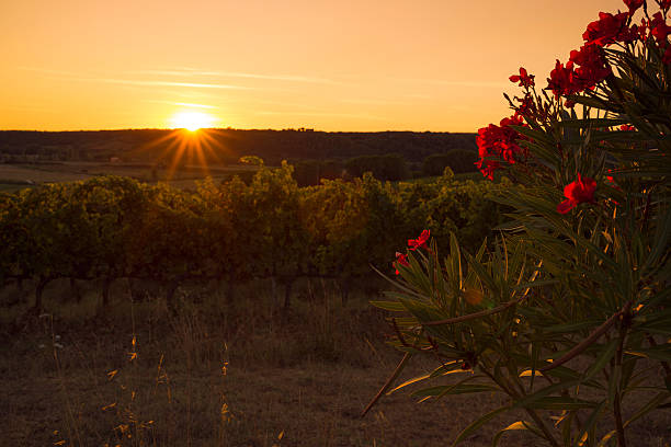 viñedos en la toscanavineyards en la toscana - tuscany florence italy chianti region italy fotografías e imágenes de stock