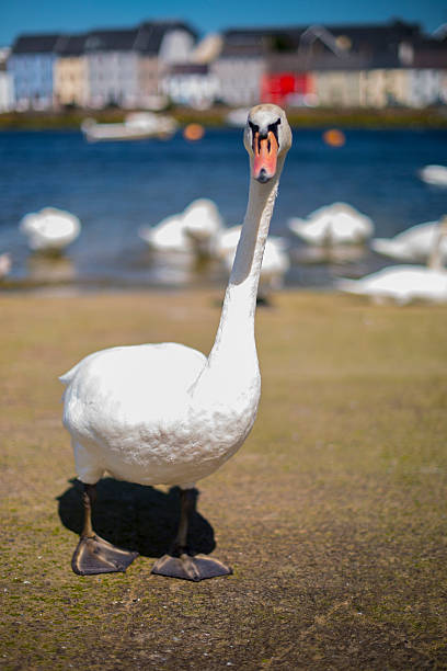 istock Mute swans in Galway city. 598177076