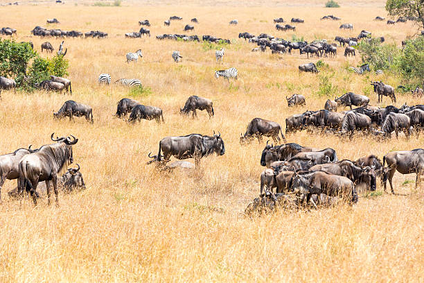 istock Wildebeest herd and Zebras Grazing at Savannah at Big Migration 598177146