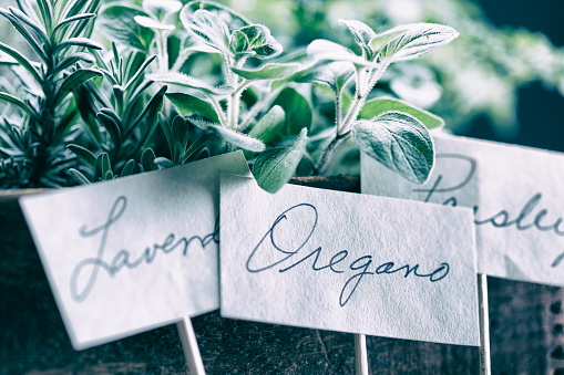 Close up of oregano, lavender, and parsley labels leaning against their respective containers.