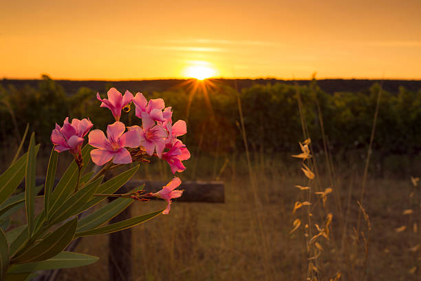 viñedos en la toscanavineyards en la toscana - tuscany florence italy chianti region italy fotografías e imágenes de stock