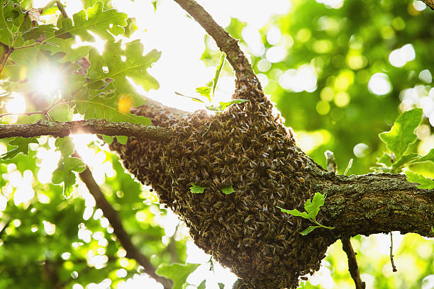 istock Honeybee swarm hanging at the tree in nature 598177340