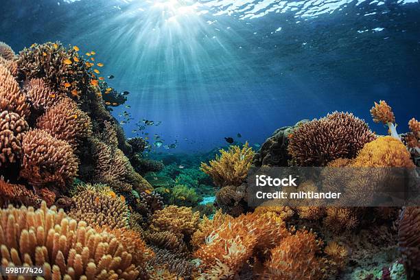 Indonesia Foto de stock y más banco de imágenes de Arrecife - Fenómeno natural - Arrecife - Fenómeno natural, Coral - Cnidario, Mar