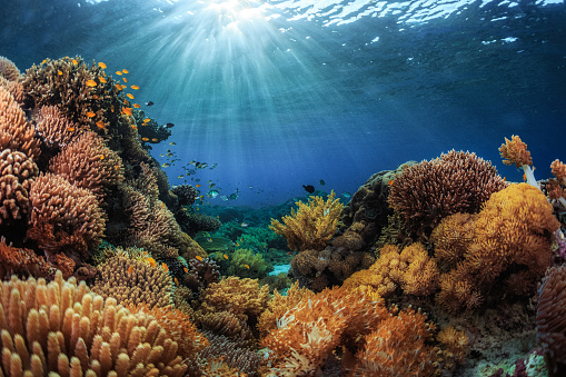 Underwater  sea life - coral reef. Orange Sulphur damselfish fish and Fire coral,  deep in tropical sea.