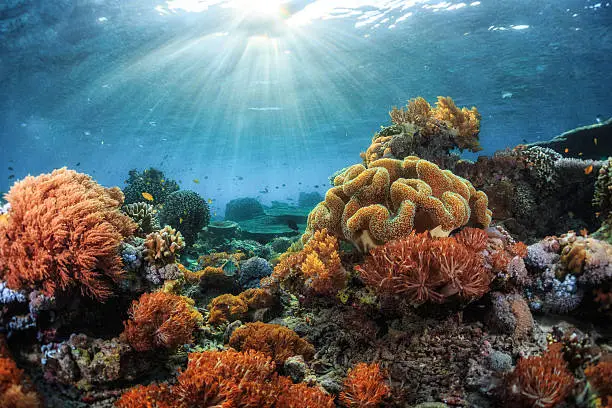 Underwater shot of the vivid coral reef at sunny day