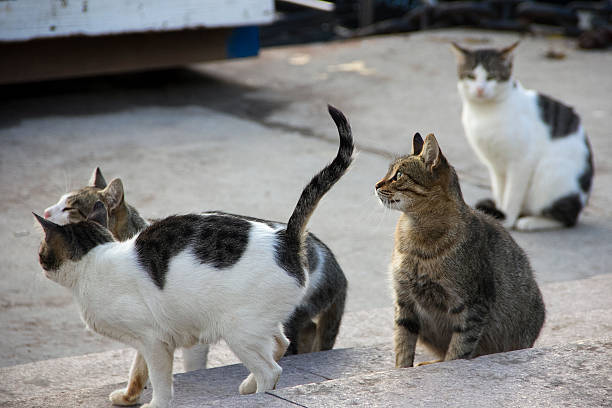 istock Four homeless cats on the streets 598178118