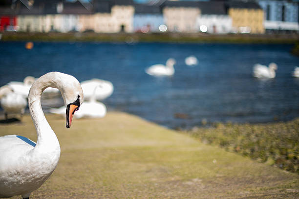 istock Mute swans in Galway city. 598179156