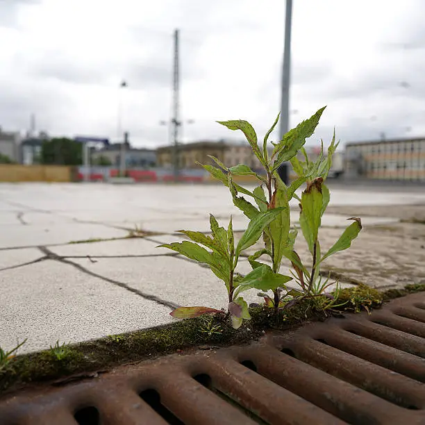 Struggle for survival of a plant on a platform in Magdeburg