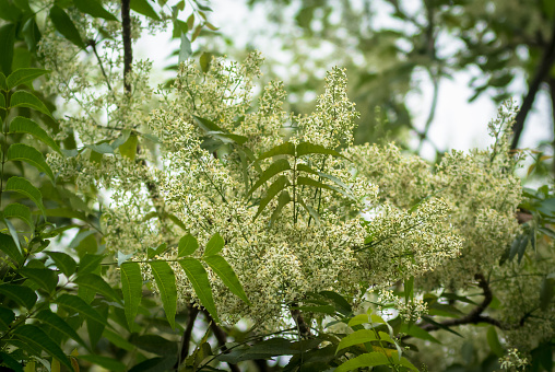 Ne-em leaves and flowers or Margosa flower in Thailand